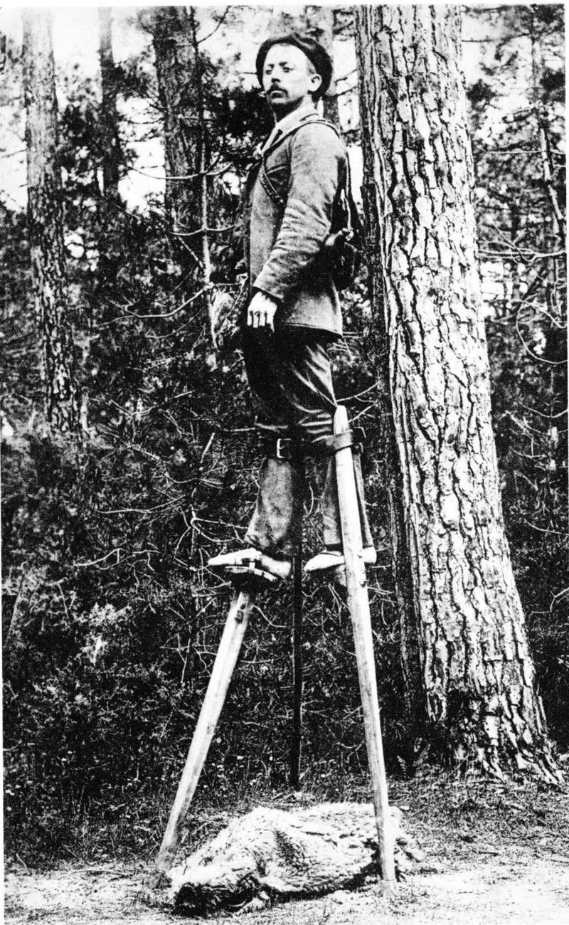 Photographie ancienne : un berger landais juché sur de hautes échasses pose au pied d'un pin